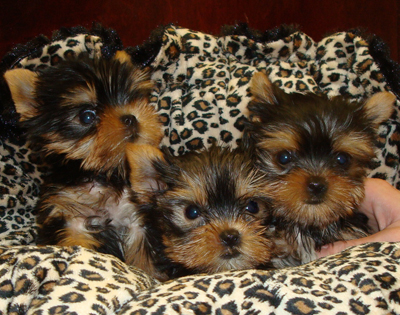 We have gorgeous baby-doll faced Yorkies with Champion bloodlines tha