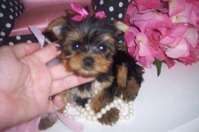 Calm and Gentle Little Yorkie Puppies Available