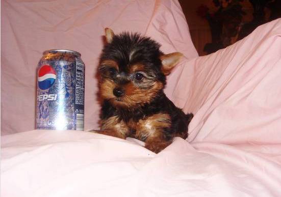 Kids  loving  Cute Yorkie Puppies