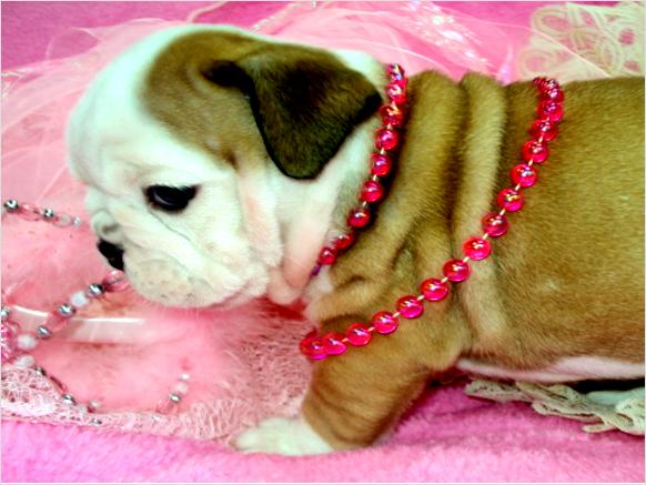 ENGLISH BULLDOGS PUPPIES