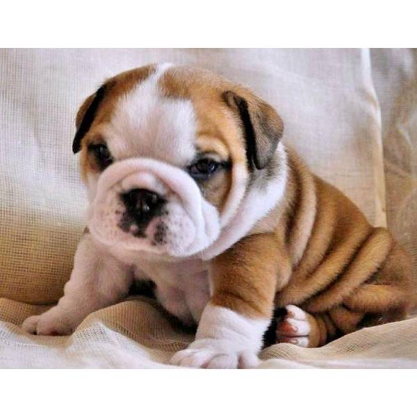 Healthy best quality english bulldogs