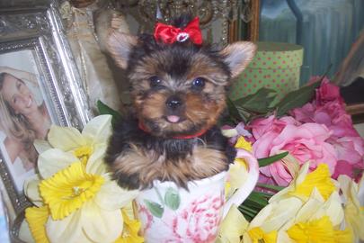 Cute Tea Cup Yorkie Puppies For Adoption