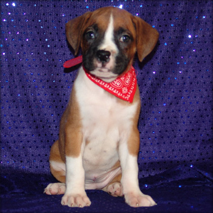 affectionate and cute boxer puppies for adoption to good homes.....
