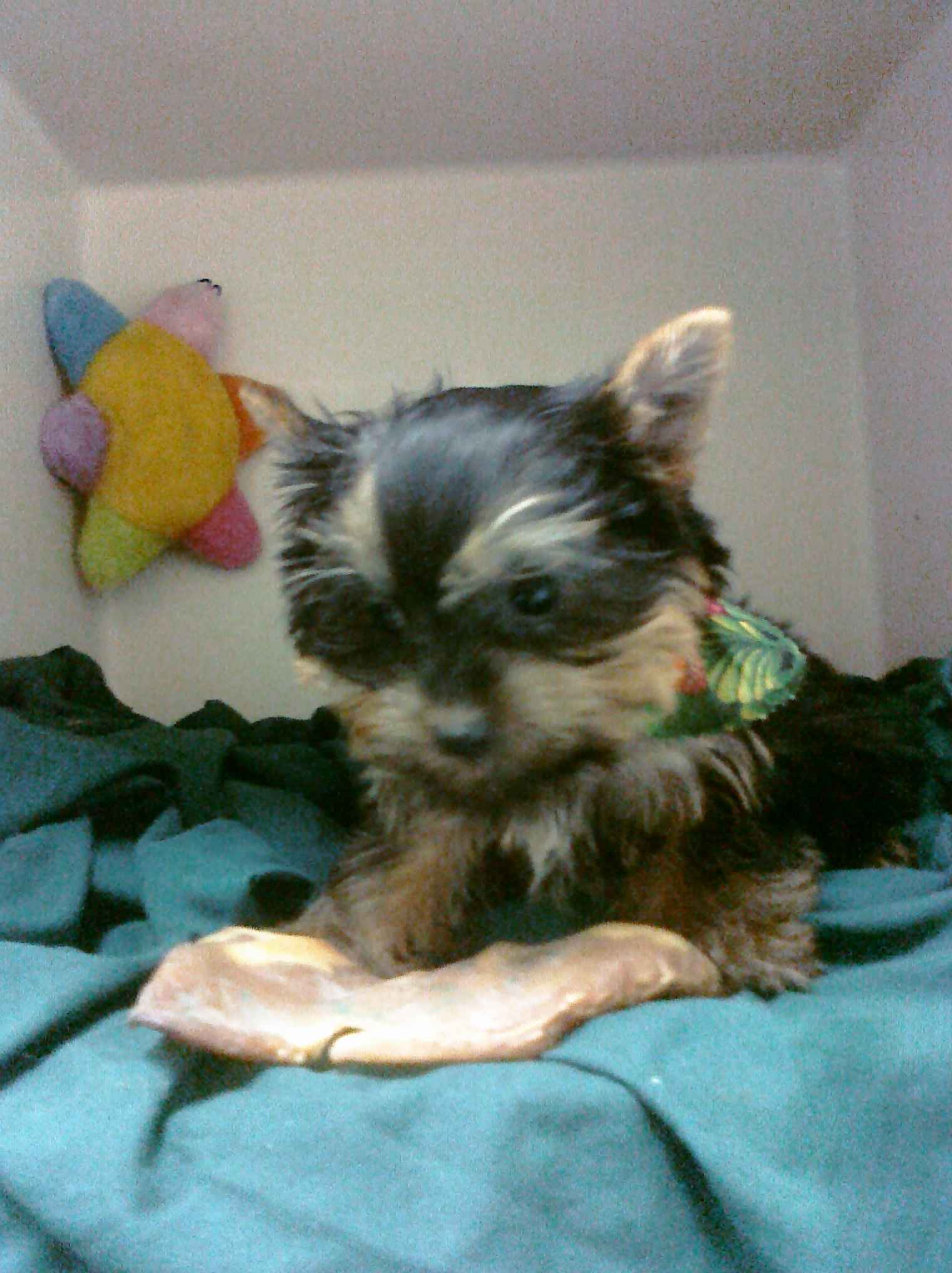 Healthy TeaCup Yorkie Puppies