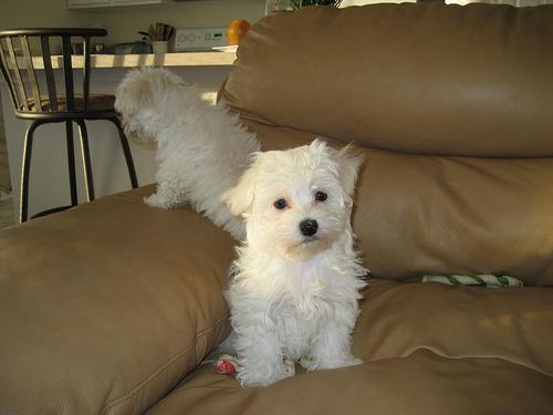 Maltese Puppies For Free Adoption