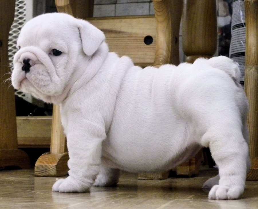 Akc English Bulldog Puppies To Good Home