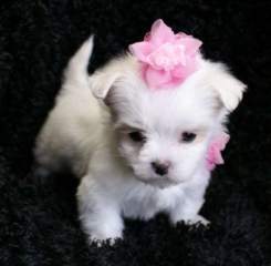 Tea Cup Babies Maltese Puppies For Adoption