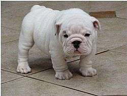 British Bull Dog for sale