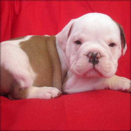 Beautiful AKC Male and female Bulldog puppies for adoption