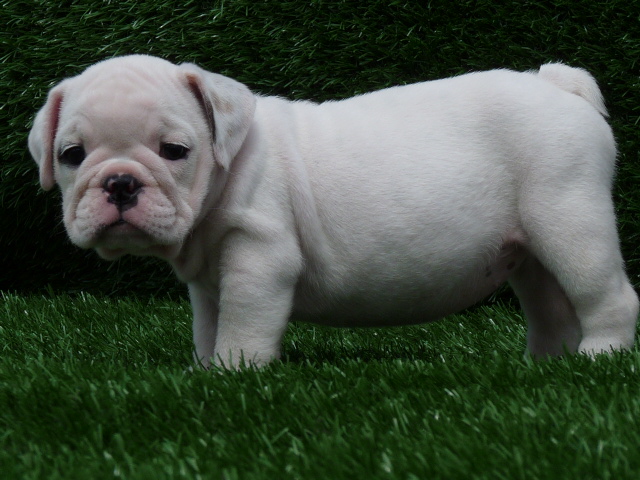 ENGLISH BULLDOG PUPPIES FOR ADOPTION