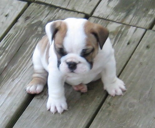 gorgeous bulldog puppies for re homing