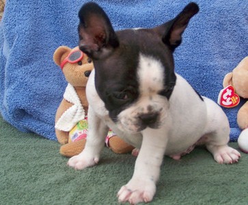 Wonderful French Bulldog puppies for adoption