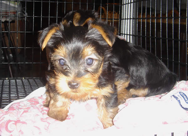 cute lovely adorable akc registered teacup yorkie for free adoption