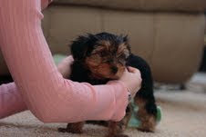 Affectionate Teacup Yorkie Puppies For Adoption