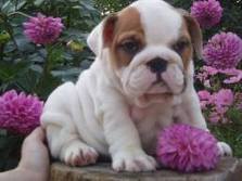 Cute lovely ,affectionate and adorable English Bulldog puppies For Adoption
