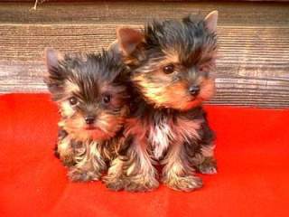 Adorable Male And Female Yorkie For Adoption