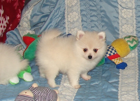 adorable lovely Pomerianian puppy for a caring home