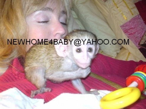 CUTEB BABY FACE CAPUCHIN MONKEYS FOR ADOPTION