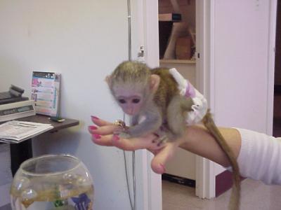 Cut Adorable Female capuchin monkey for adoption