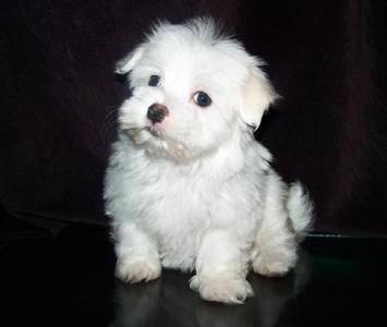 Sociable Maltese puppy now waiting for new home