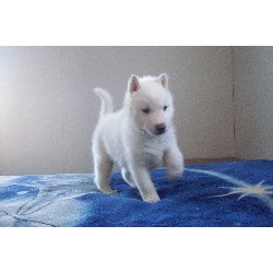 Siberian Husky Puppies For Sale/Adoption