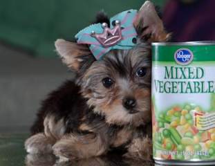 Hey!!Super Cutest Tiny Teacup Yorkie Puppies For Adoption