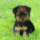 Pure Breed Male and Feamle(t.cup) Yorkie Babies For Adoption.