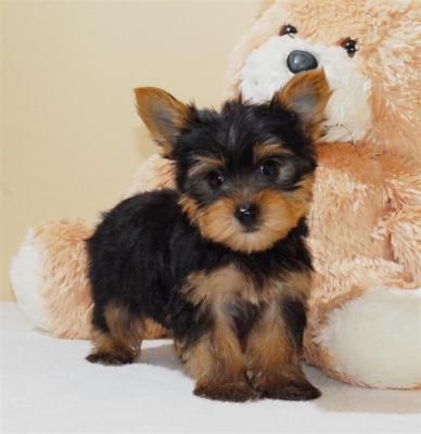 Afordable Yorkie Puppies for Adoption