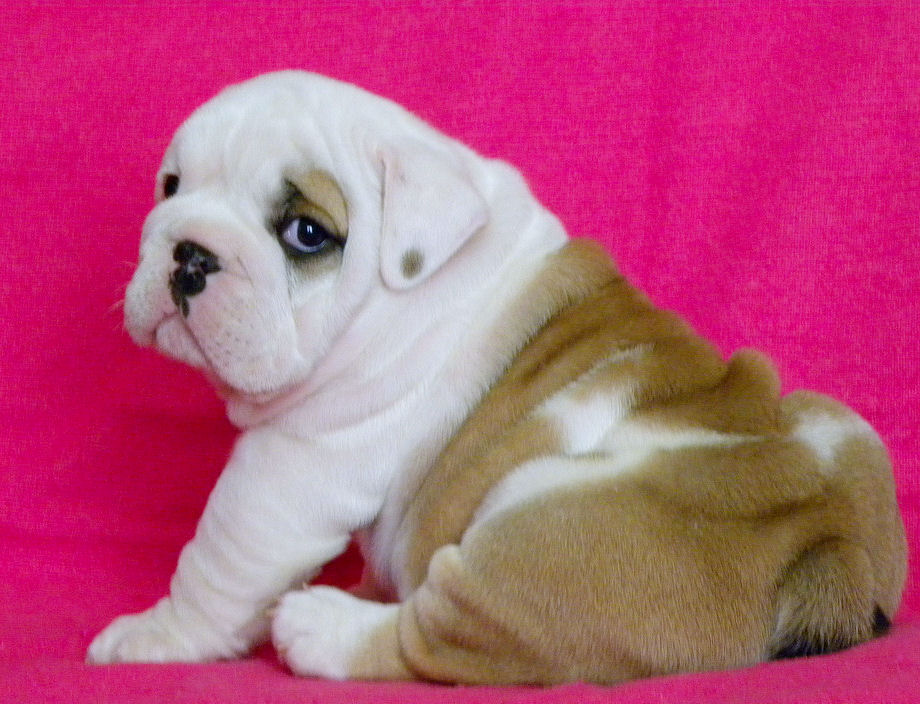 Talented  English bulldog Puppies For Free Adoption