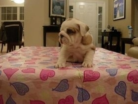 Affectionate english bulldog puppies for adoption