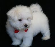outstanding maltese puppies for a sweet home