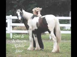 One  Outstanding Female Gypsy Horse For Adoption
