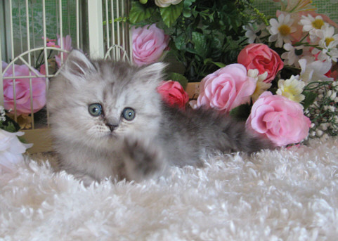 Persian Kittens for Adoption - 16 Weeks Old ($250)