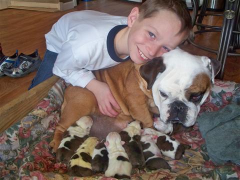 English Bulldog Puppies Ready For Re-Homing