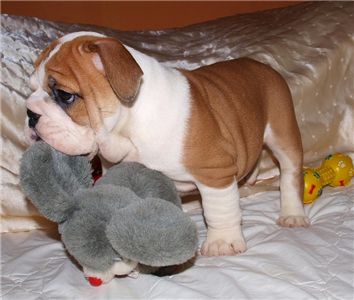 Healthy Male and Female affectionate english bulldog for adoption