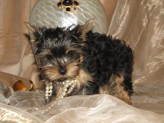 Charming Teacup Yorkie Puppies Available Now Email ( brandylens@live.com )