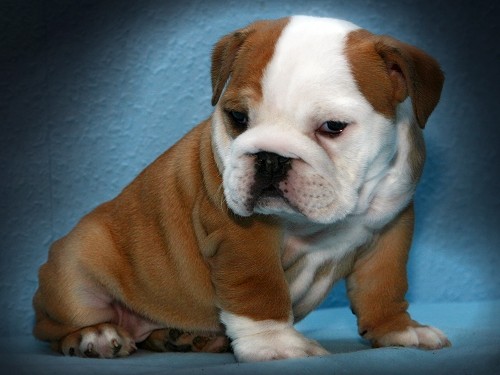 MALE AND FEMALE ENGLISH BULLDOG PUPPIES FOR ADOPTION
