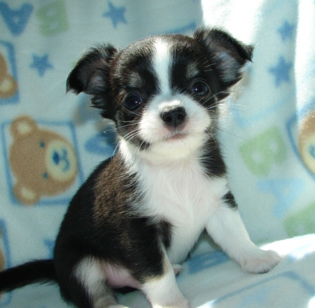 Cute teacup chihuahua puppies for adoption