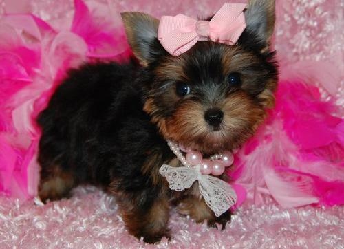 Beautiful babies Yorkie puppies now ready for sale