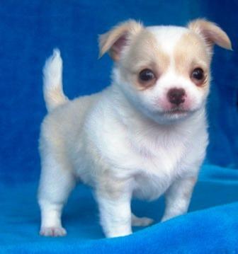 Beautiful Chihuahua puppies now available for good home