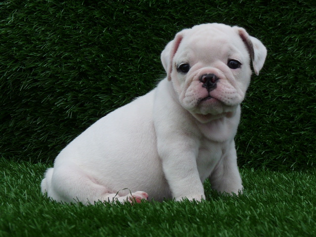 100% AKC Registered English Bulldog puppies for ad