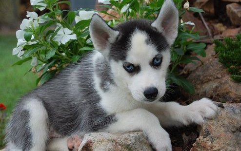 Very Playful and Socialize Siberian Husky Puppies