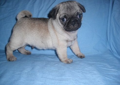 pug puppies for sweet home