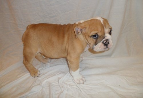 english bull dog pupies for sweet home