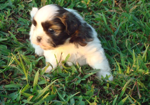Adorable Shih Tzu Puppies For Sale