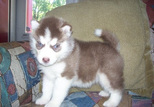 Well Socialized Siberian Husky Puppies For Sale