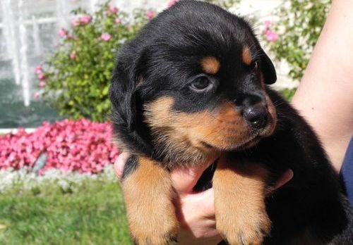 Intelligent Rottweiler Puppies For Sale
