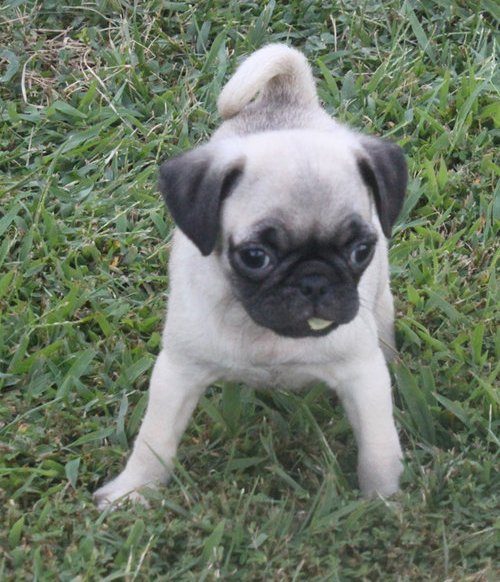 Sweet Pug Puppies For Sale