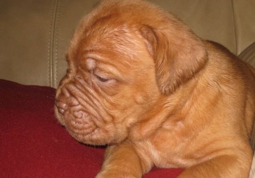 Playful Dogue de Bordeaux Puppies For Sale