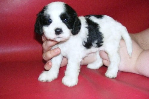 Family Raised Covapoo Puppies For Sale